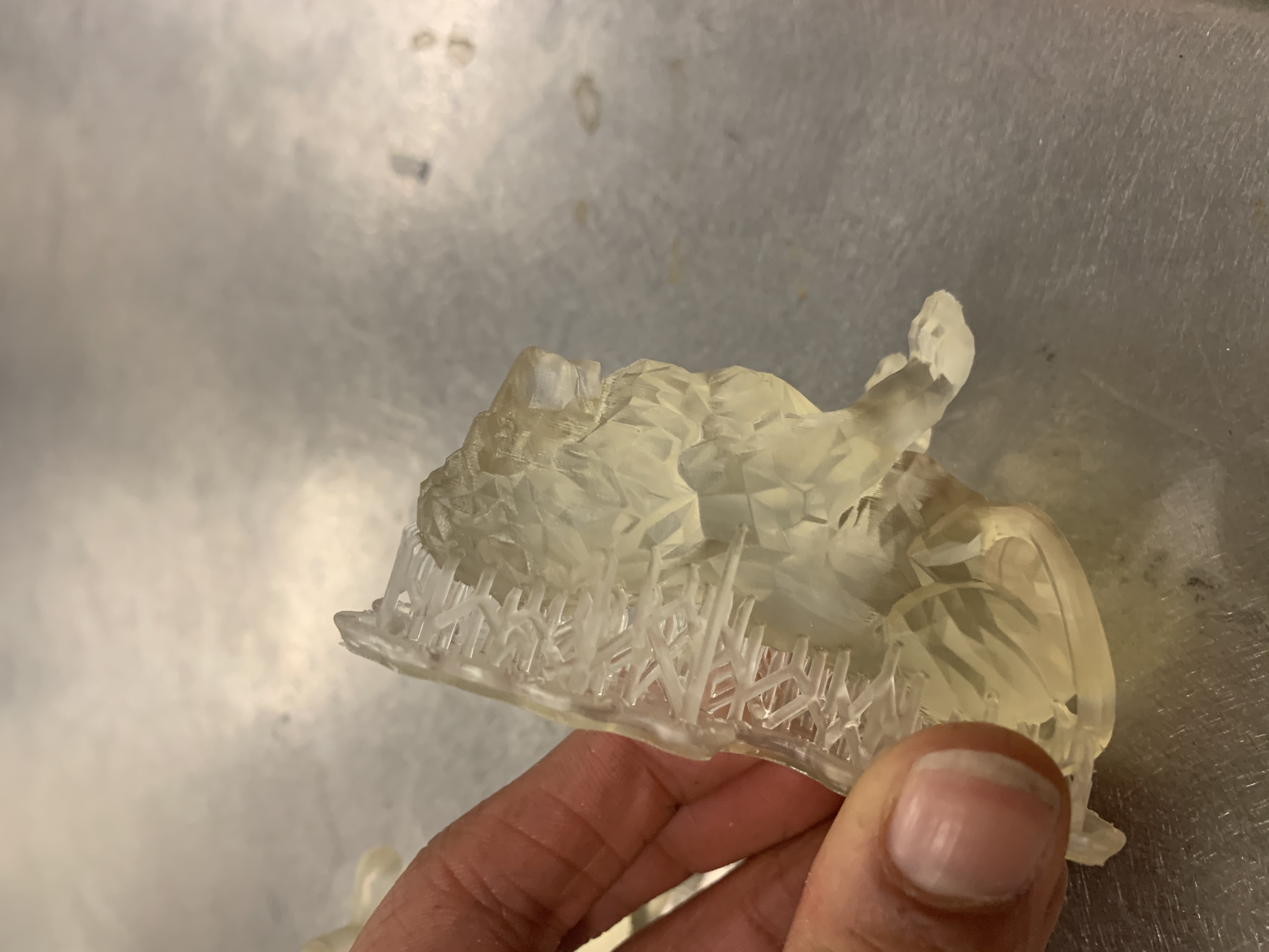 Lion Print